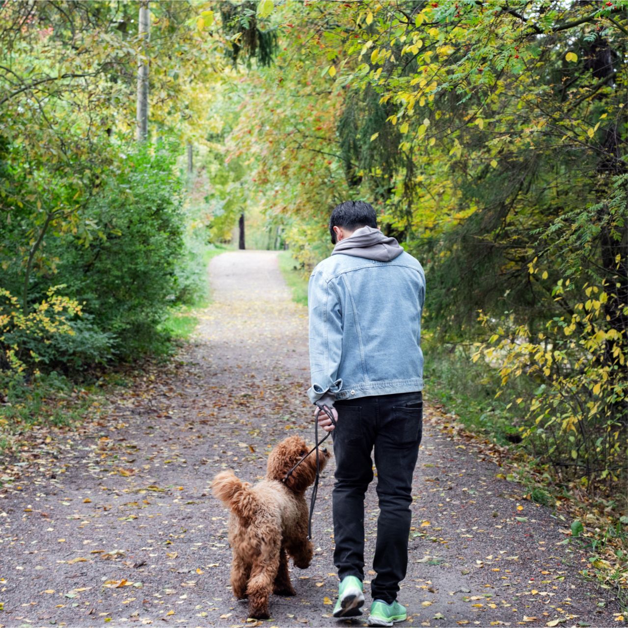 A person wearing a light blue denim jacket, hoodie, and black pants walks a brown curly-haired dog on a leash along a leaf-covered path in a wooded area.